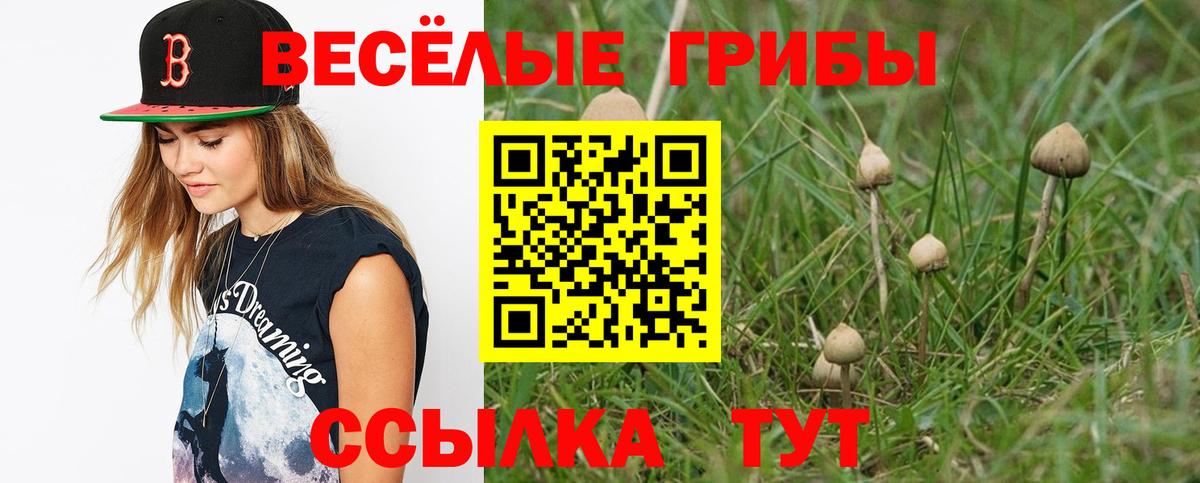 где купить наркоту  Вход с VPN  Черногорск  Псилоцибиновые грибы Psilocybe 